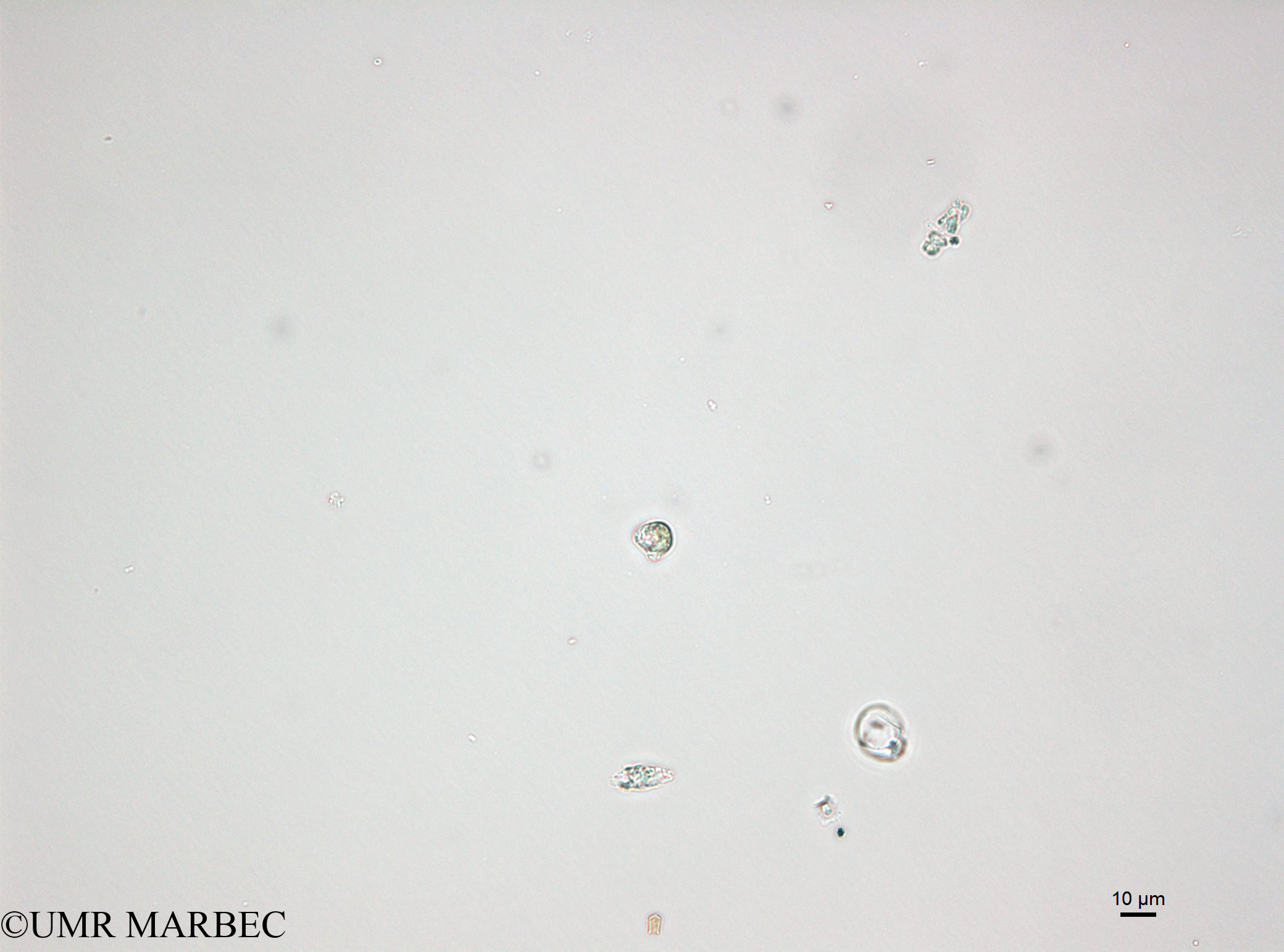 phyto/Bizerte/bizerte_bay/RISCO April 2014/Euglenoidea spp (150114_001_ovl -6)(copy).jpg